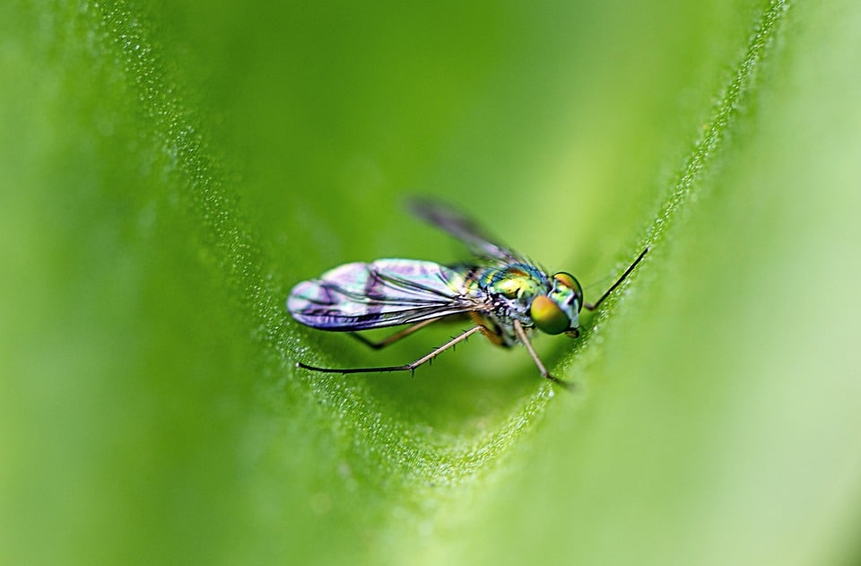 Buzzing to the Top: How Sarasota Pest Inspectors Can Attract More Clients with Effective SEO Strategies