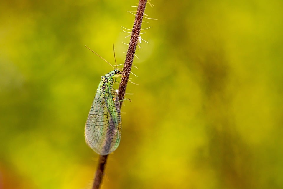 Buzzing with Business: How PPC Advertising Can Swat Away Your Pest Control Competition in Bradenton!