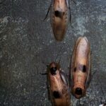 Buzzing with Potential: How PPC Can Elevate Your Bradenton Pest Inspection Business