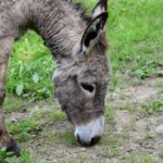 Catch Customers Like You Catch Leaves: The Benefits of PPC for Gutter Cleaners in Sarasota