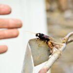 Catch More Clients: Why Sarasota Pest Inspectors Need to Invest in Pay-Per-Click Advertising