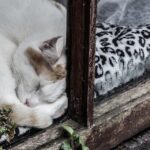 Clear Views, Clear Strategy: The SEO Advantage for Sarasota Window Cleaners