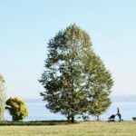 Clear the Clutter and Your Competition: The Power of PPC for Bradenton Junk Removal Services