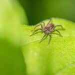 Clicking Away the Competition: How PPC Ads Can Drive Local Success for Pest Inspectors in Bradenton