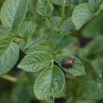 Clicks for Clients: Transforming Your Sarasota Pest Control Business with PPC Strategies