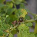 Clicks to Clients: How PPC Campaigns Can Transform Your Pest Control Reach in Bradenton