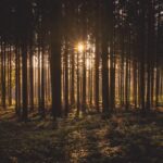 Cutting Through the Competition: Boost Your Bradenton Tree Service with Strategic PPC Advertising