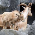 Cutting Through the Noise: How SEO Can Elevate Your Bradenton Barbershop's Visibility