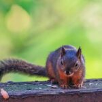 Deck the Halls (and Your Website): Why Sarasota’s Top Deck Builders Can’t Afford to Ignore SEO