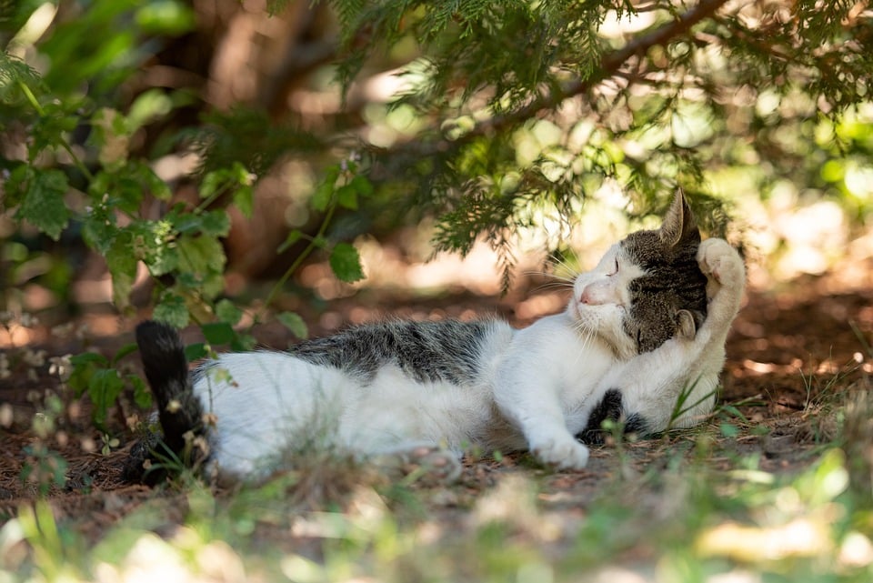 Don't Just Wait for Customers to Roll In: The Top PPC Tactics for Sarasota Car Wash Owners