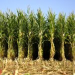 Elevate Your Local Visibility: Why Sarasota Land Grading Companies Can't Afford to Ignore PPC!