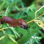 Eliminate the Competition: How PPC Advertising Can Shield Your Small Pest Control Business in Bradenton