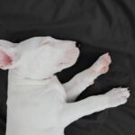 Fetch More Clients: The Top 5 SEO Strategies Sarasota Groomers Must Implement Today!