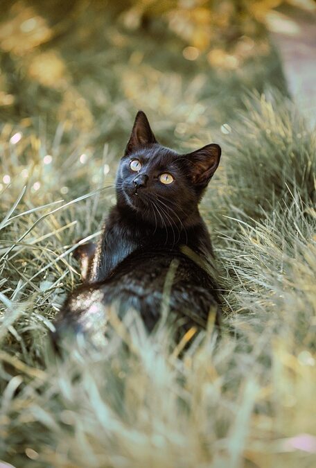 Fetch More Clients: Why Bradenton Pet Trainers Should Invest in PPC Advertising Today