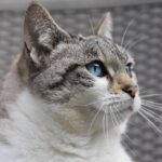 Fetch More Customers: Unlocking the Benefits of PPC for Local Pet Grooming Success