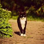 Fetch New Clients: Mastering PPC Strategies for Pet Trainers in the Heart of Sarasota