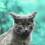 Fetch New Opportunities: The Top 5 SEO Tips Every Bradenton Pet Trainer Needs to Know