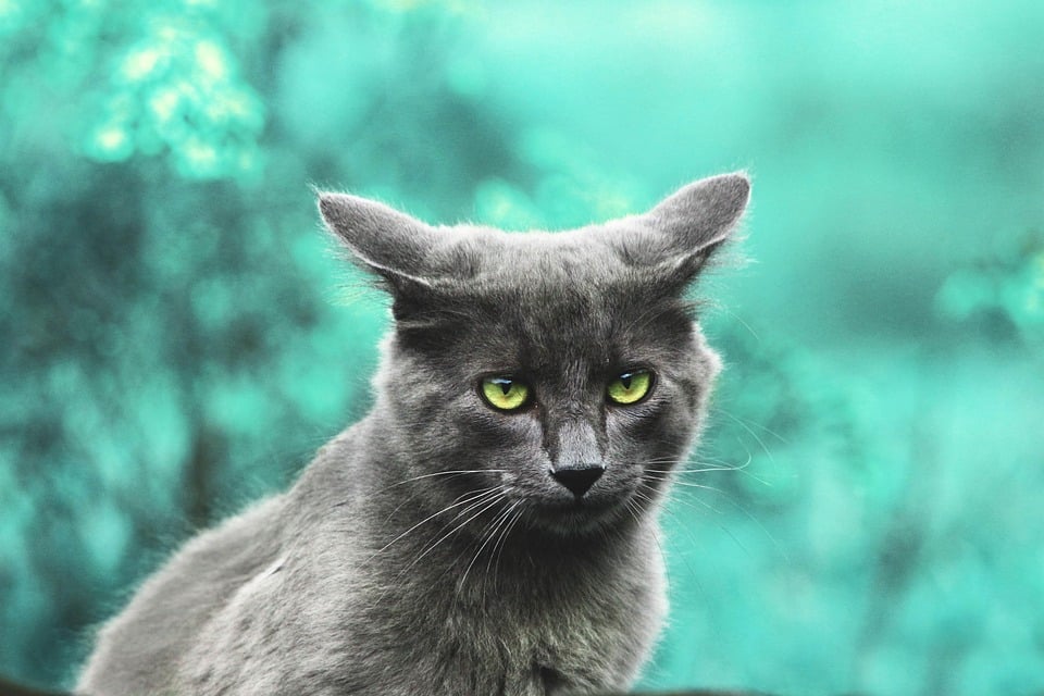 Fetch New Opportunities: The Top 5 SEO Tips Every Bradenton Pet Trainer Needs to Know