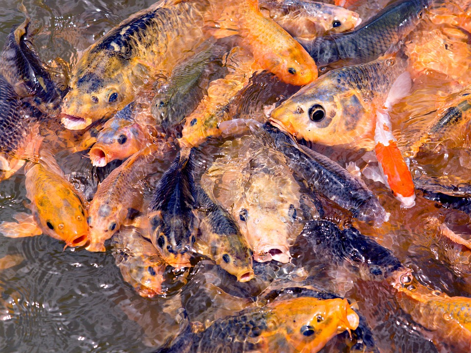 Float to the Top: Why Local SEO Is Essential for Sarasota Pool Repair Companies Looking to Shine