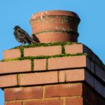 “Flue in the Search Rankings: Unlocking the Power of SEO for Sarasota Chimney Sweeps”
