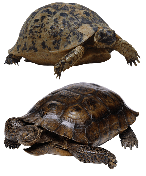 Flush Away Your Competition: How PPC Can Elevate Your Sarasota Septic Tank Service