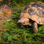 Flush with Success: How Enhanced SEO Can Elevate Your Bradenton Septic Tank Business