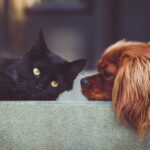 From Bark to Business: Boost Your Bradenton Pet Training Revenue with Revolutionary PPC Campaigns