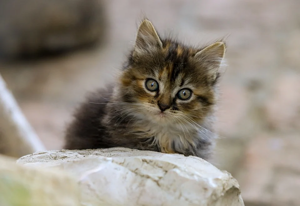 From Bark to Business: Enhance Your Sarasota Pet Grooming Services with PPC Magic