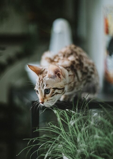 From Bark to Business: The Essential Role of SEO in Elevating Your Sarasota Pet Training Services
