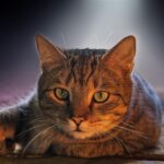 From Bark to Business: Unleashing the Power of SEO for Local Pet Groomers in Bradenton