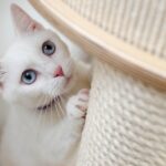 From Barking to Booking: Transform Your Bradenton Pet Training Business with Smart SEO Techniques
