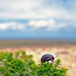 “From Clicks to Clients: Boost Your Bradenton Pest Inspection Services with Smart SEO”