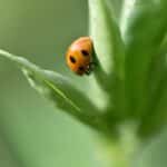 From Clicks to Customers: Unlocking the Power of PPC for Sarasota Pest Inspectors