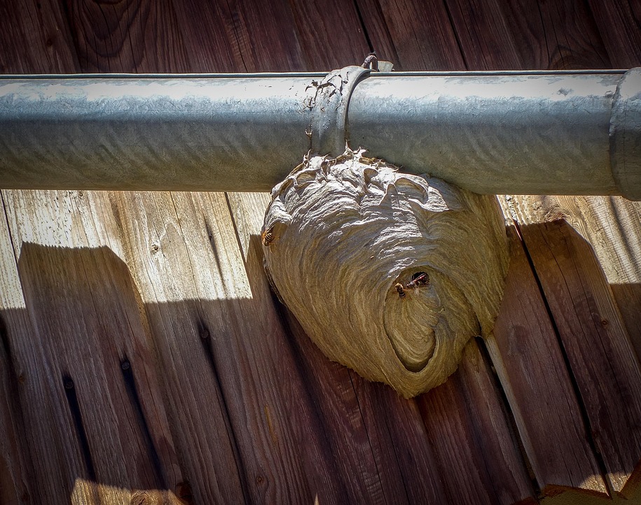 “From Clogged to Clean: The SEO Secrets Every Bradenton Gutter Cleaner Should Know”