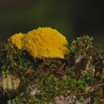 From Damp to Digital: Unlocking the Benefits of PPC for Bradenton Mold Remediation Services