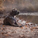 From Fur to Fame: Harnessing PPC to Boost Your Sarasota Pet Grooming Visibility