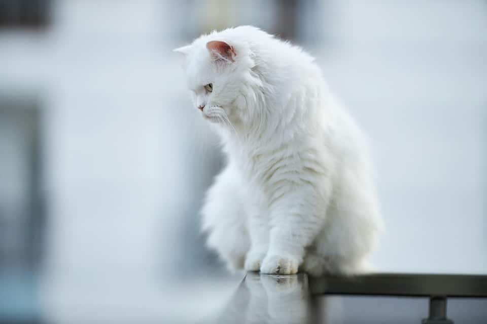 From Fur to Front Page: Boost Your Sarasota Pet Grooming Visibility with Local SEO