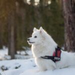 From Furry Friends to Loyal Clients: How SEO Can Elevate Your Sarasota Pet Grooming Services