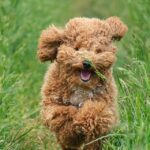 From Furry Friends to Profits: Elevate Your Sarasota Pet Boarding Business with Strategic PPC Campaigns!