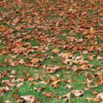 From Grime to Gold: How SEO Can Transform Your Carpet Cleaning Service in Bradenton