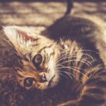 From Grime to Shine: How PPC Can Put Your Sarasota Carpet Cleaner on the Map
