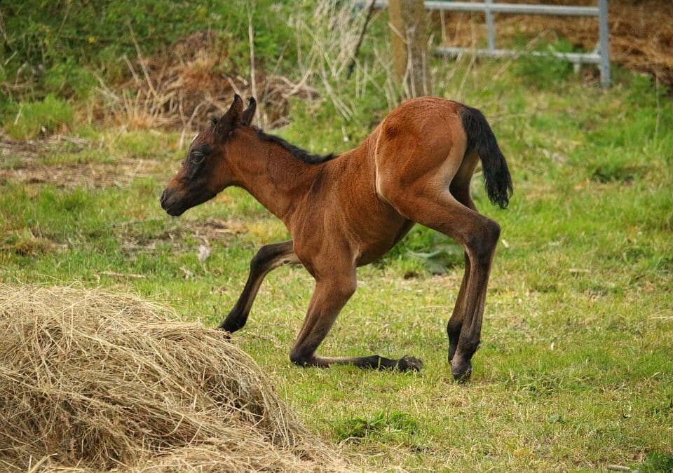 From Hidden to Highlighted: Drive Local Customers with Smart PPC Strategies for Mold Remediation!