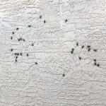 From Infestation to Click-Station: Why Local Pest Control Businesses in Bradenton Can’t Ignore PPC