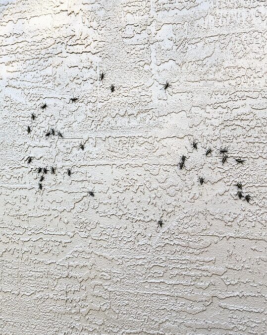 From Infestation to Click-Station: Why Local Pest Control Businesses in Bradenton Can’t Ignore PPC