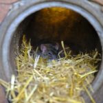 From Infestation to Information: The Surprising Benefits of SEO for Sarasota’s Pest Control Services