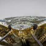 From Infestation to Information: Unlocking the Power of SEO for Bradenton Pest Inspectors