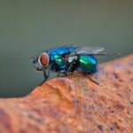 From Infestation to Success: Why Bradenton Pest Control Companies Should Invest in PPC
