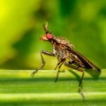 From Invisible to Invincible: Why Local SEO is Essential for Your Pest Inspection Business in Sarasota