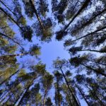 From Leaves to Leads: Transforming Your Tree Service with Local SEO Strategies