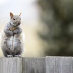 From Local to Legendary: Boost Your Bradenton Fence Installation Business with Smart SEO Strategies